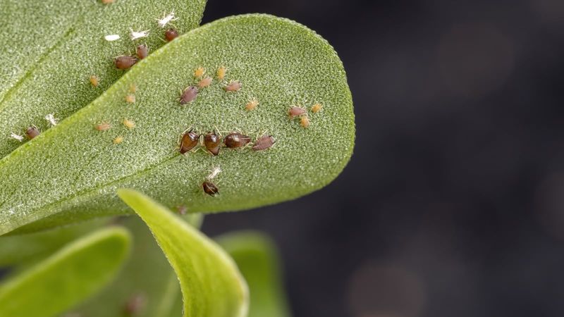 A careful visual read beats a reflex spray