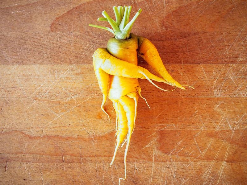 A carrot root bends when it cannot push straight down A carrot root bends when it cannot push straight down