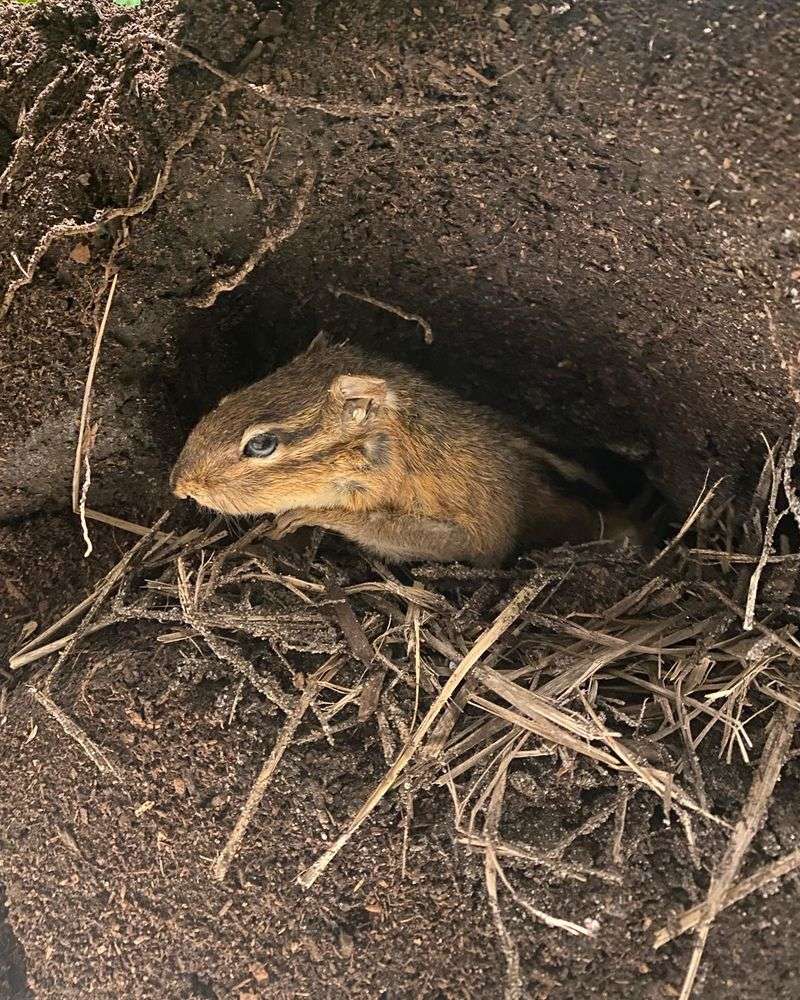 A chipmunk burrow serves several purposes