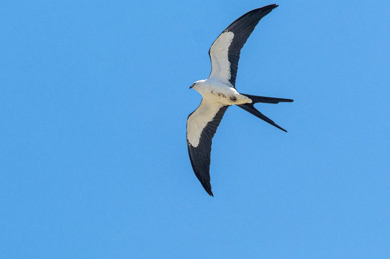 A circling kite does not reveal its exact meal