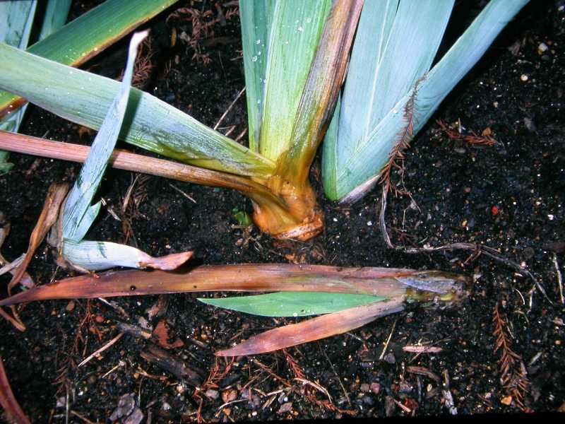 A clean bed can interrupt the iris-borer cycle