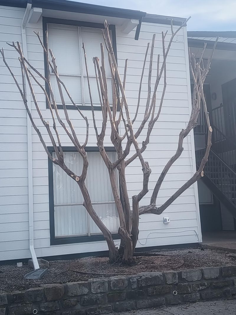 A clean-looking tree is not worth topping
