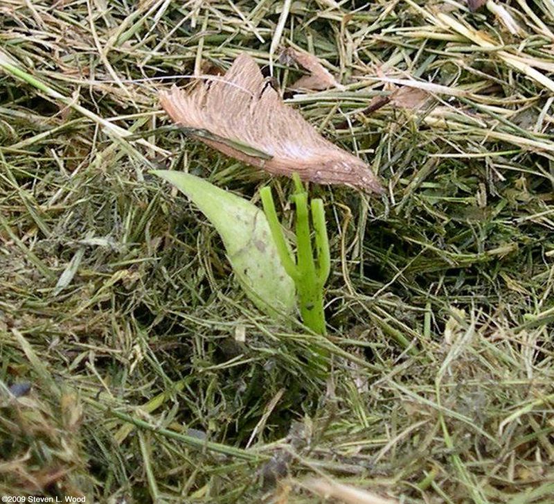 A clean stem cut makes cutworms the leading suspect