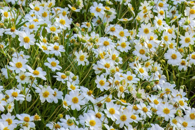 A compact bed may call for blackfoot daisy instead