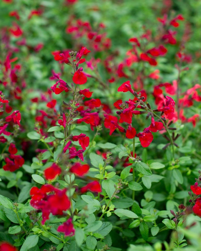 A compact habit makes it useful along a border
