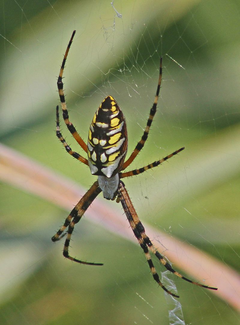 A correctly identified Argiope is generally not dangerous to people