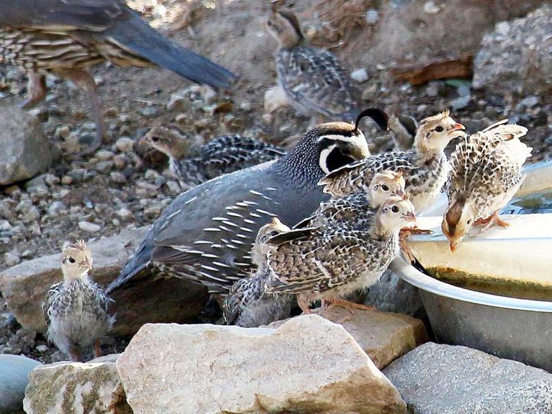 A covey is not a communal nest A covey is not a communal nest