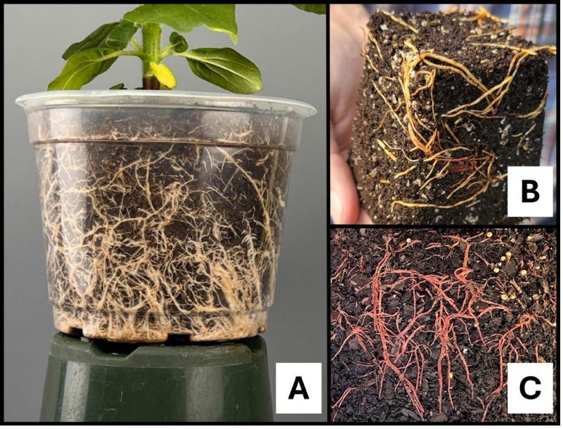 A crowded container can create a watering paradox