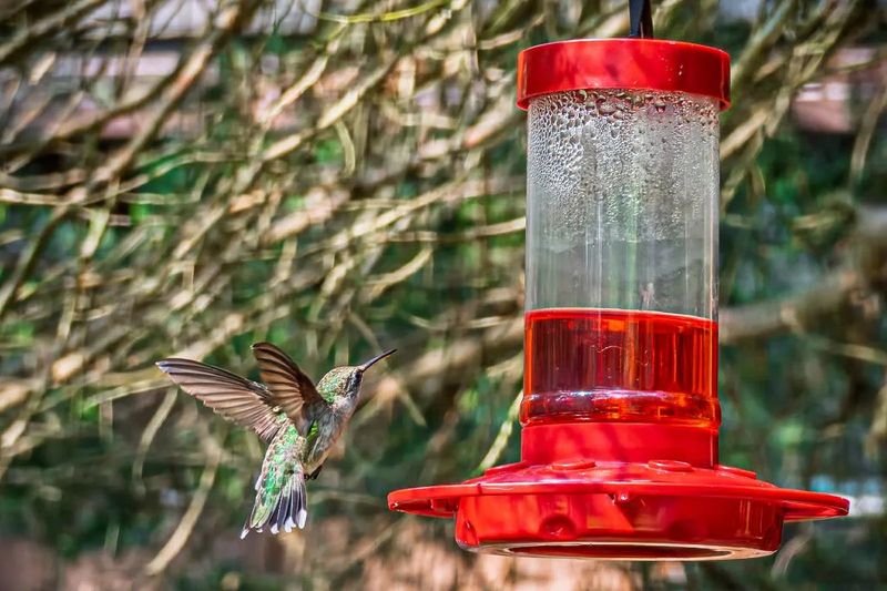 A crowded feeder is not a migrating flock A crowded feeder is not a migrating flock