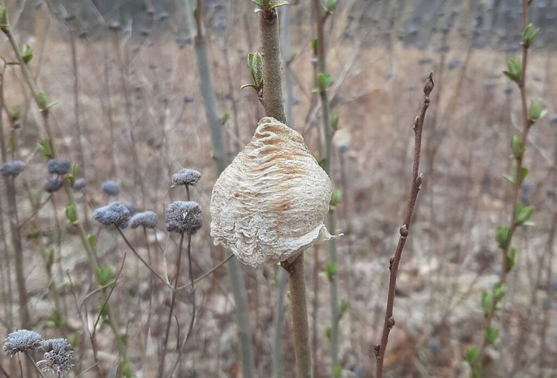 A cut branch can keep an ootheca outdoors