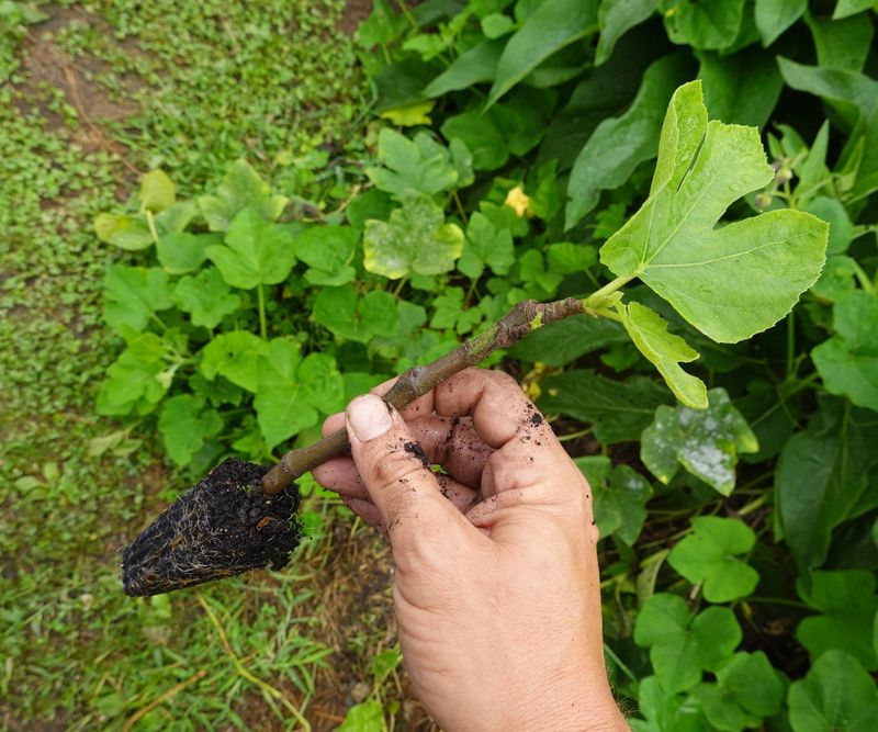 A cutting copies the parent fig