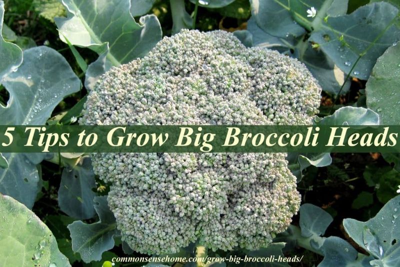 A damaged growing tip may leave broccoli blind
