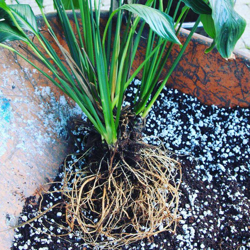 A damaged root system needs a clean reset