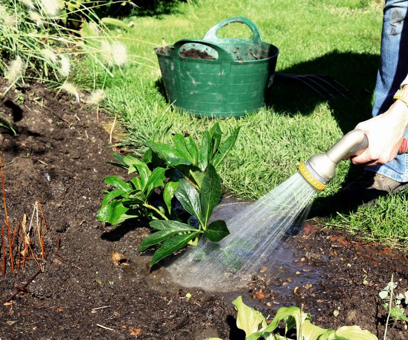 A deep soak and a cooler root zone can reduce repeat scorch