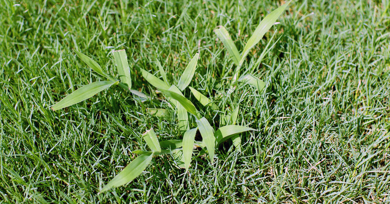 A dense, properly maintained lawn limits crabgrass openings