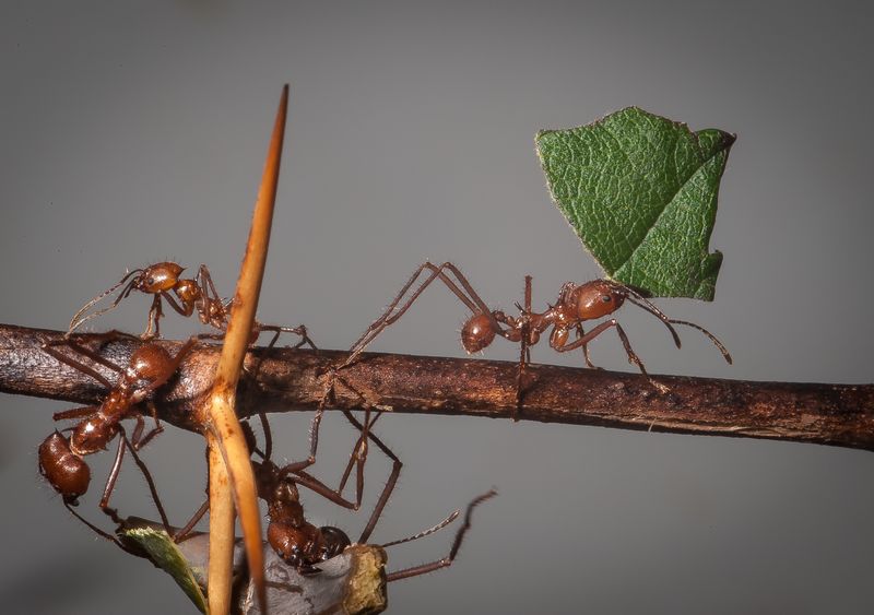 A distant, extensive colony can affect many ornamental plants