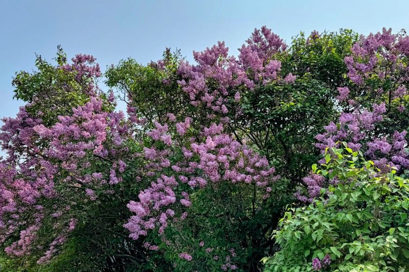 A fall cut can reduce blooms without erasing the whole display