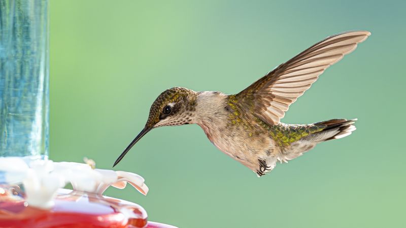 A fall feeder decline does not mean every bird left A fall feeder decline does not mean every bird left