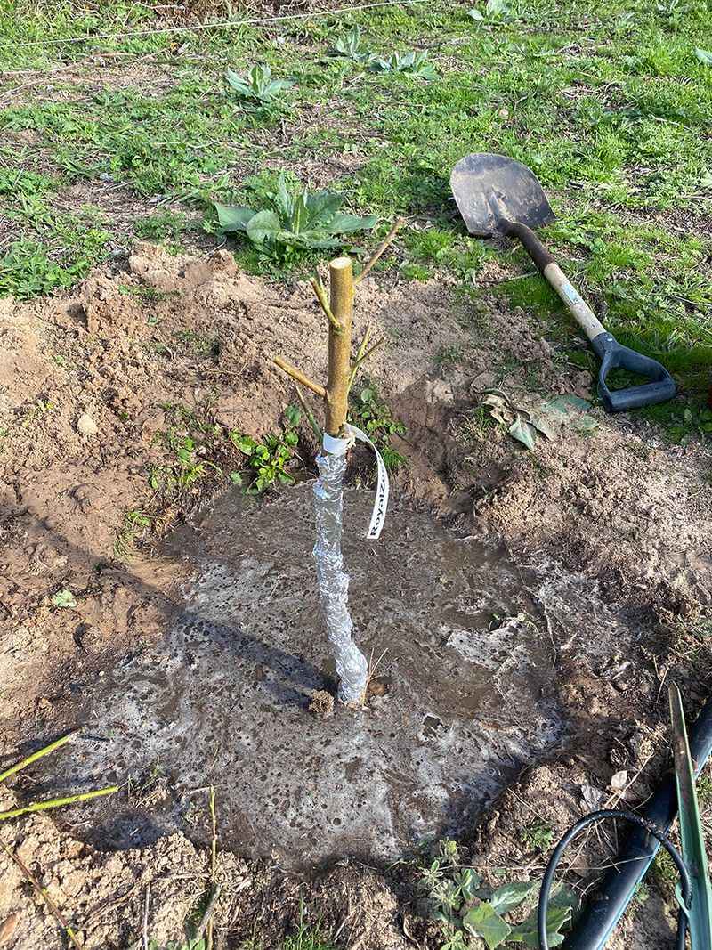 A fall planting does not guarantee a next-summer harvest
