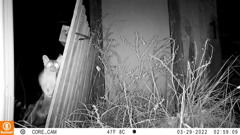 A fall sighting does not prove a fall arrival