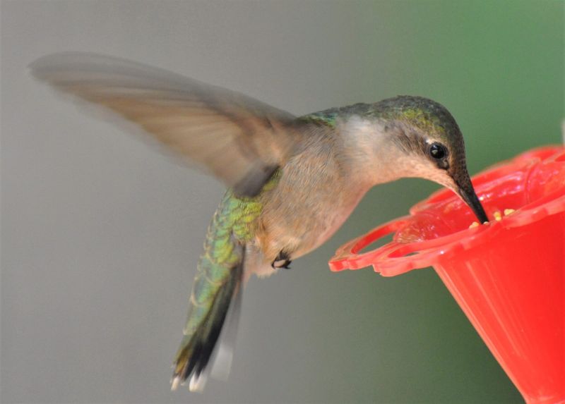 A fall slowdown often reflects migration, not feeder rejection