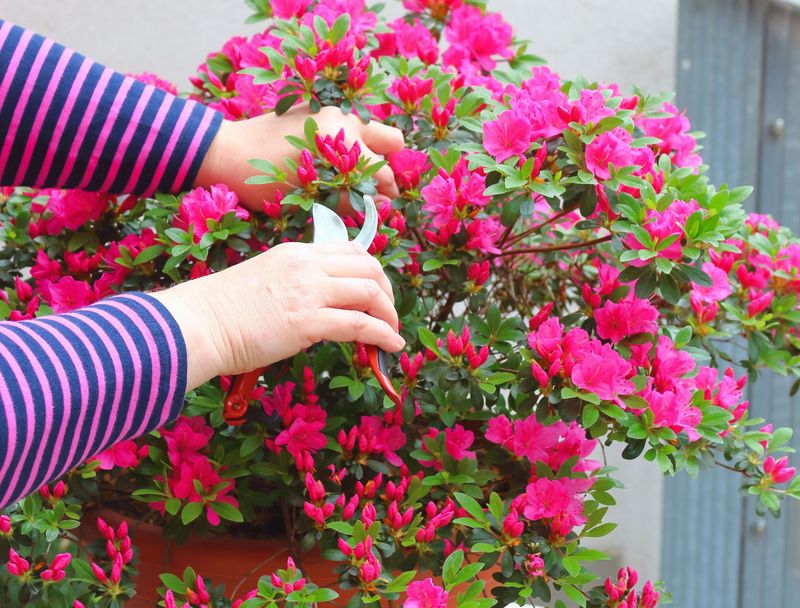 A fall trim can reduce the spring flower show A fall trim can reduce the spring flower show