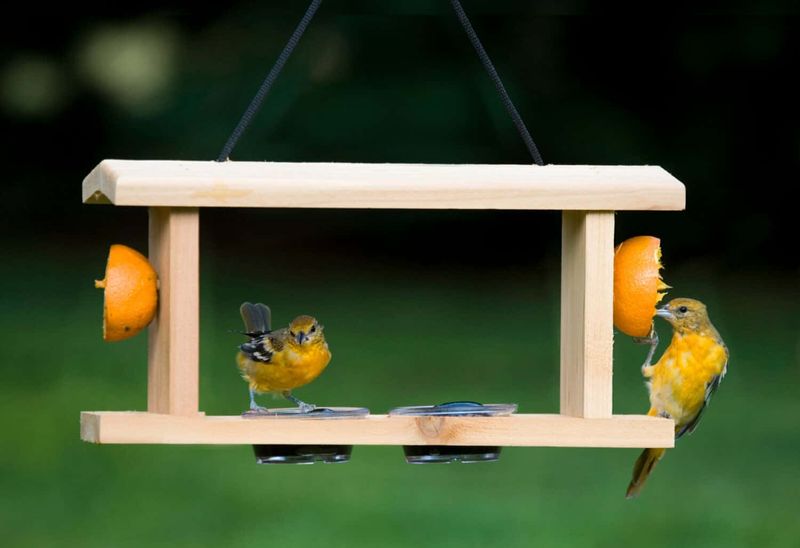 A feeder requires a small, clean, optional routine A feeder requires a small, clean, optional routine
