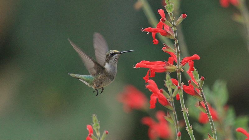 A feeder works best with habitat around it A feeder works best with habitat around it