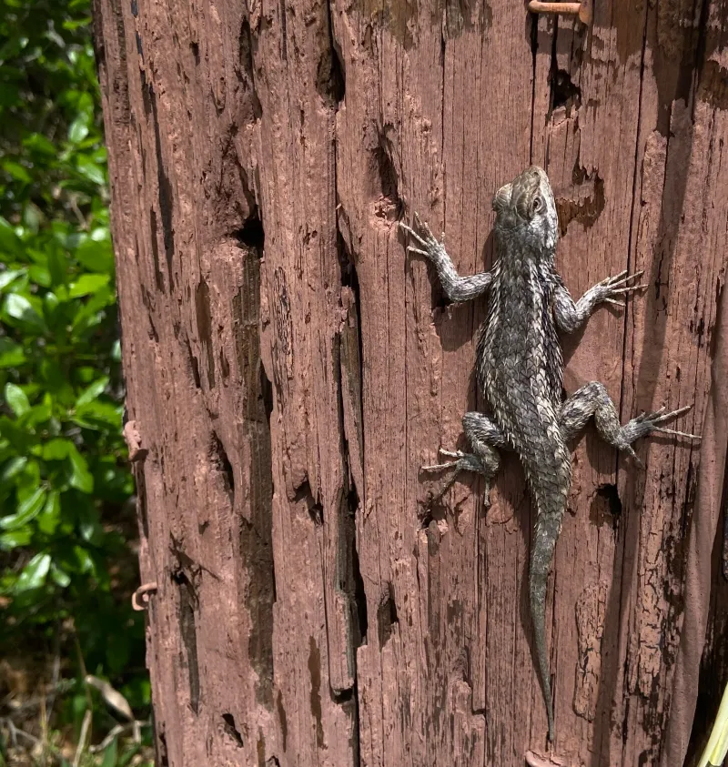 A fence can be a basking spot, not proof of pest control
