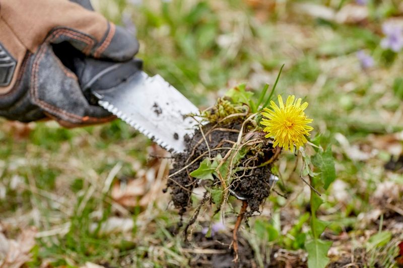 A few plants may not call for a spray
