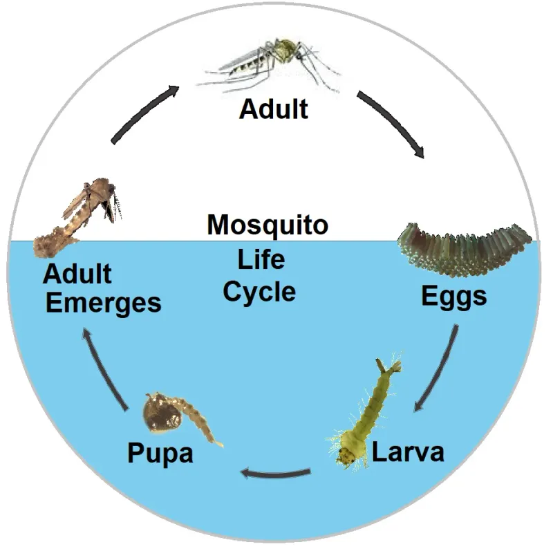 A few trapped mosquitoes do not equal mosquito control A few trapped mosquitoes do not equal mosquito control