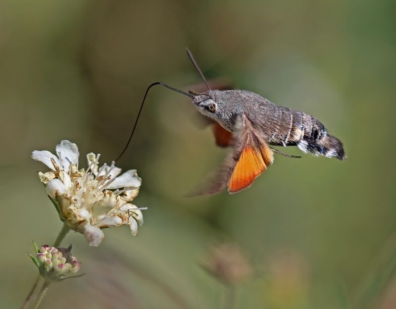 A flower visit does not prove the moth lives there