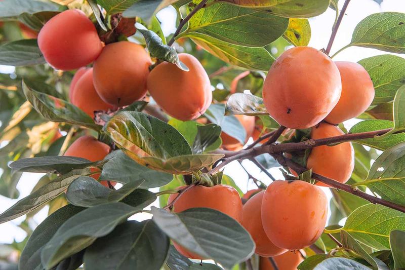 A forgiving tree still needs crop care A forgiving tree still needs crop care