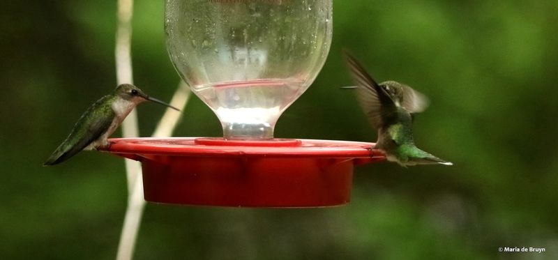A full feeder does not stop a territorial chase