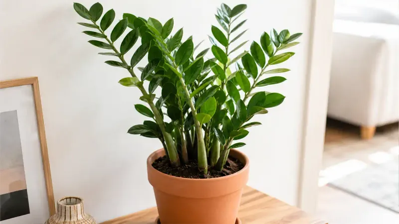 A fuller ZZ plant takes months, not a weekend