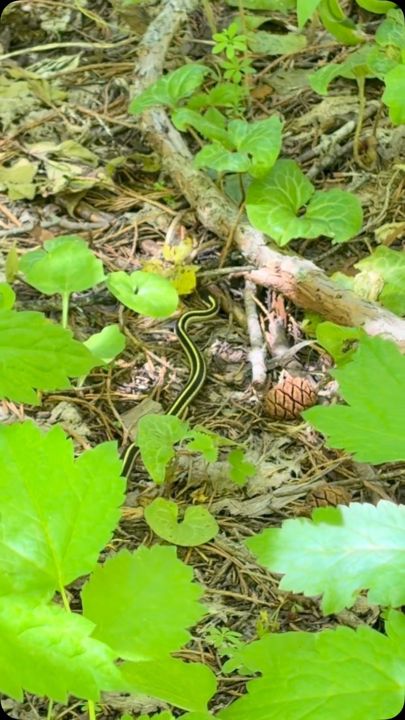 A garden sighting does not diagnose a pest problem