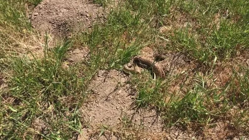A gopher snake cannot guarantee a gopher-free yard A gopher snake cannot guarantee a gopher-free yard