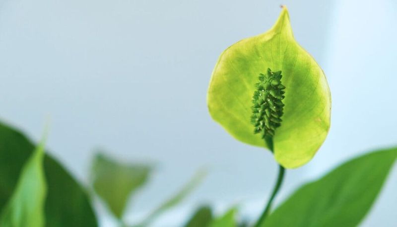 A green spathe may simply be an older bloom