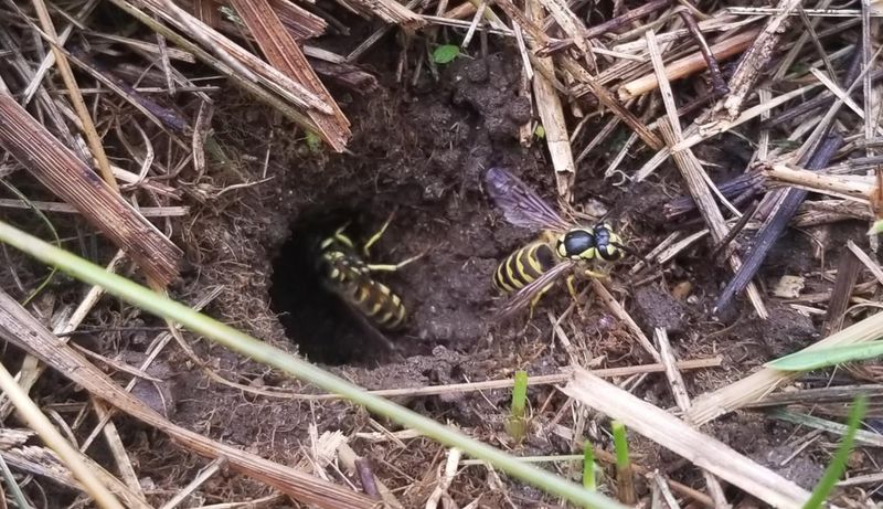A ground hole does not confirm a yellowjacket nest