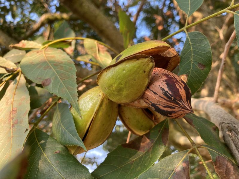A heavy crop creates a management problem for next season