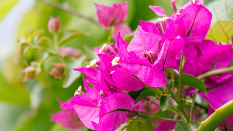 A high-phosphorus bloom booster is not a default fix