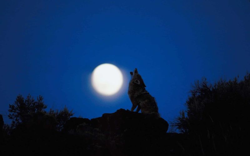 A howl is a message, not a warning siren
