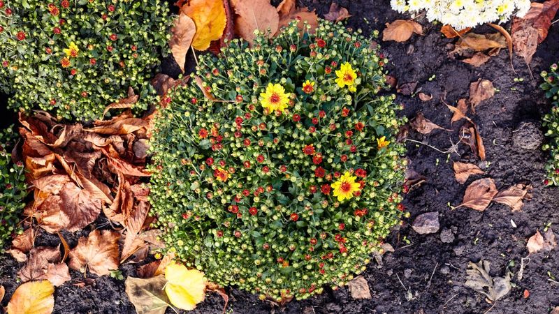 A late-blooming plant may already be near the end of its show