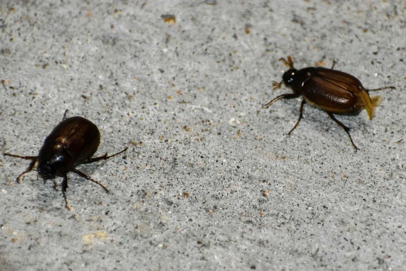 A late-fall porch swarm is not automatically a June-bug flight A late-fall porch swarm is not automatically a June-bug flight