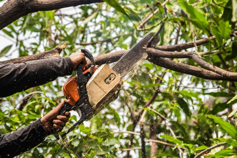 A lawful trim should also protect the oak and its wildlife