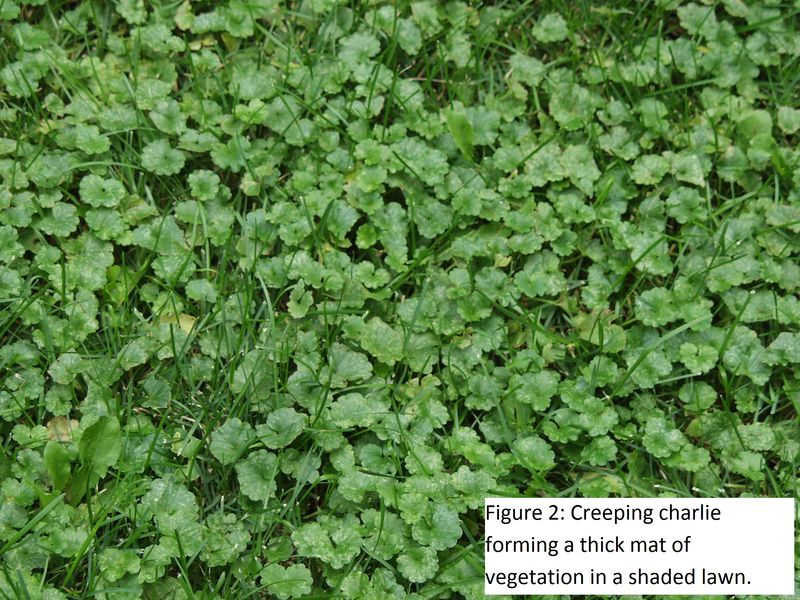 A lawn patch may need a reset instead of endless extraction