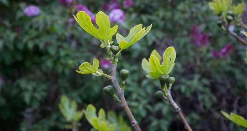 A leafy fig needs diagnosis before it needs a hard cut