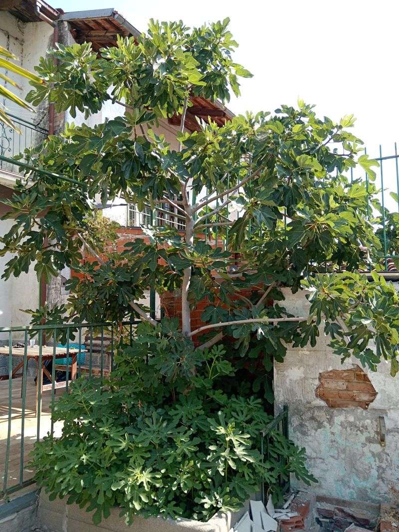 A leafy fig tree can have several different problems A leafy fig tree can have several different problems