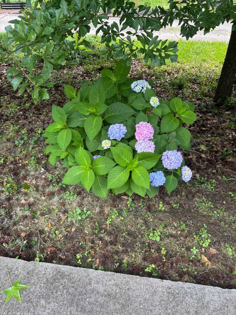 A leafy shrub can still have lost its flowers A leafy shrub can still have lost its flowers