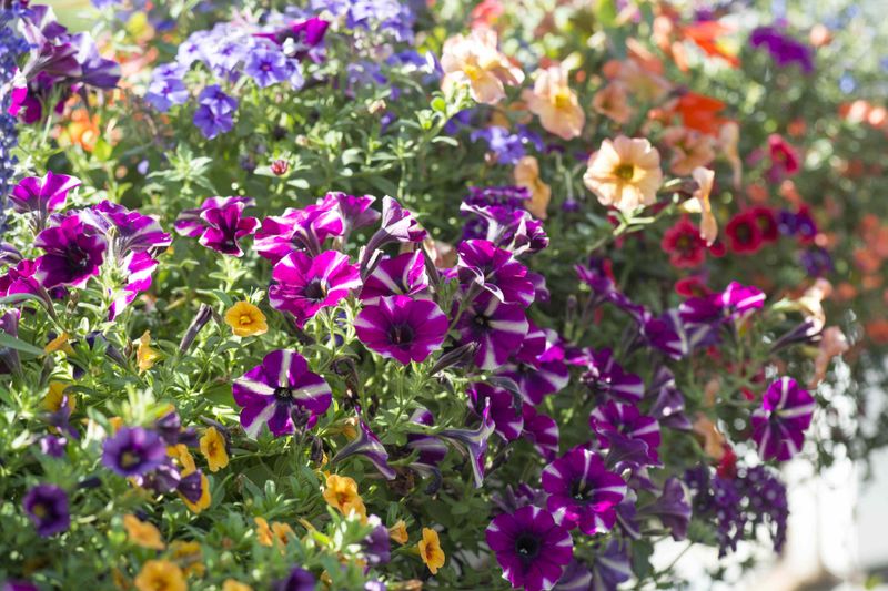 A leggy plant needs a trim rather than endless deadheading A leggy plant needs a trim rather than endless deadheading